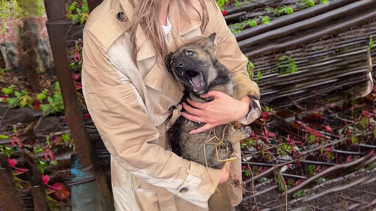 His desperate cries broke our hearts, the poor puppy cried so hard when he got his first bath.