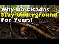 Why Do Cicadas Take 13 or 17 Years to Emerge?
