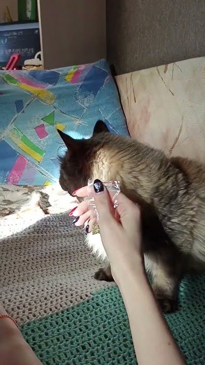#взаимнаяподписка #отношения #топ #Кошка #животные #взаимнаяподписка ...