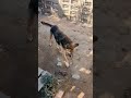 April 17, 2026 #dogs in #greece #crete