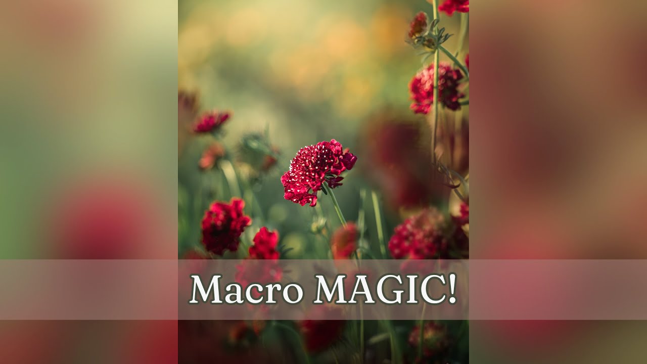 Macro Flower Edit in Lightroom & Photoshop