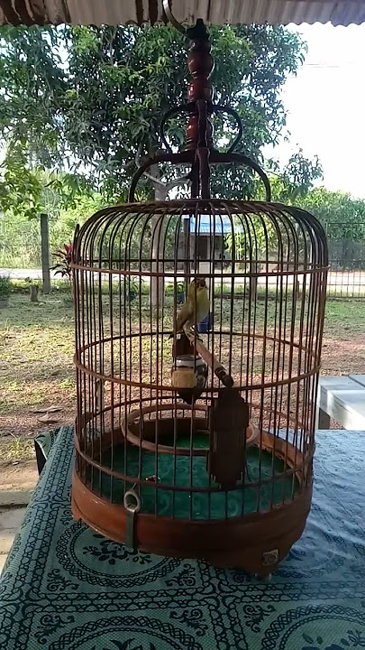 pleci auriventer speed rapat