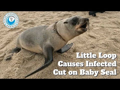 Little Loop Causes Infected Cut on Baby Seal