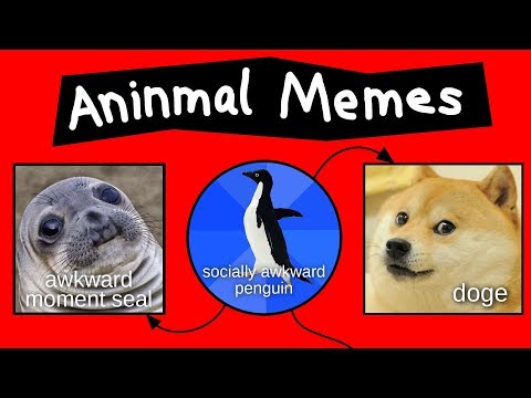 aninmal-memes-explained