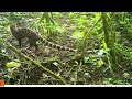 Giant Genet A Medium Size Carnivore Sharing The Same Habitat With Grauer S Gorilla At KBNP Giant Genet A Medium Size Carnivore Sharing The Same Habitat With Grauer S Gorilla At KBNP