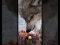 هل تثقون في الذئاب