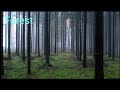 rilaxing nature video