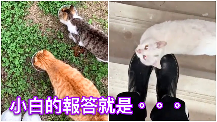 關愛流浪貓3～小白的報答方式～