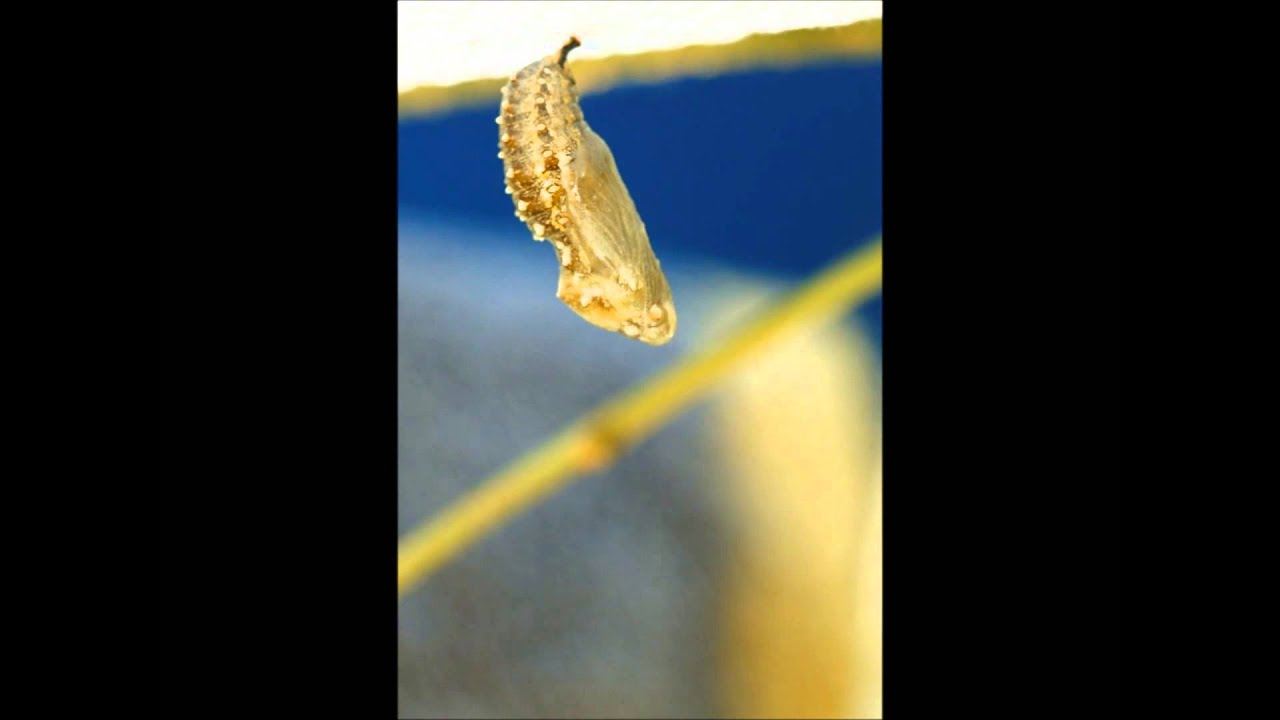 painted lady - caterpillar to butterfly, 7 days in 57sec, 23,791 frames shot