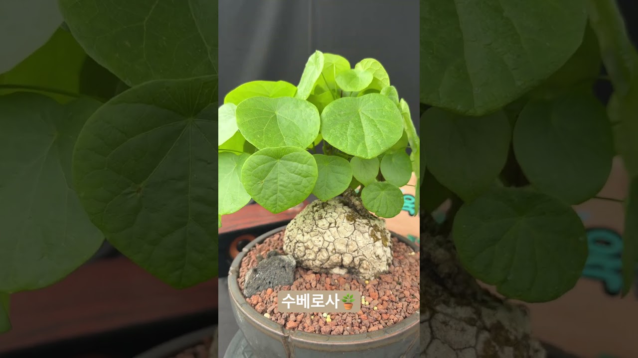 수베로사(Stephania suberosa) 