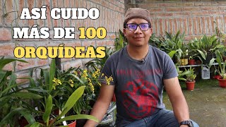 Así cuido MÁS de 100 ORQUÍDEAS en Casa