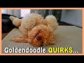 Most GOLDENDOODLE OWNERS Know These 3 QUIRKS | Goldendoodles Funny Traits | Funny Doodle Dogs!