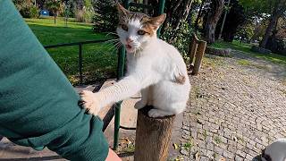 I couldn't visit the stray cat I've known for 6 years for a week, this is her reaction