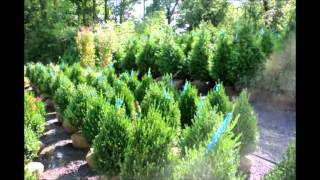 Select Trees and Shrubs for Deer Resistance