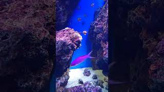 Amethyt Anthias Pseudanthias Pascalus