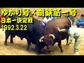 ゆかり号x前鉄筋一号 1992.3.22(日本一決定戦) 【沖縄闘牛】