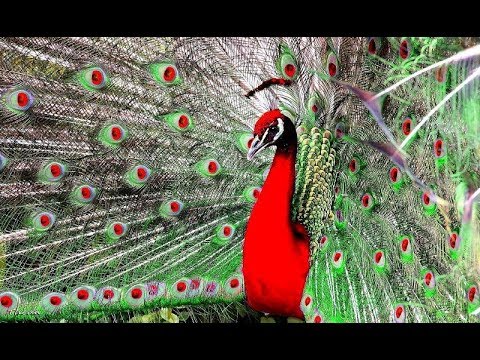 Khổng Tước - Loài Chim To Lớn Xinh đẹp Và Dài Nhất Còn Tồn Tại Trên Thế Giới