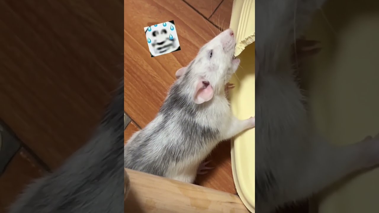 Hey it's not cheese...Open your mouth. 