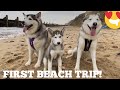 Husky Puppies First Beach Trip!!