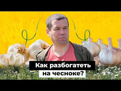 Бизнес по чесноку. Как казанец уехал в деревню и создал бизнес на горькой траве