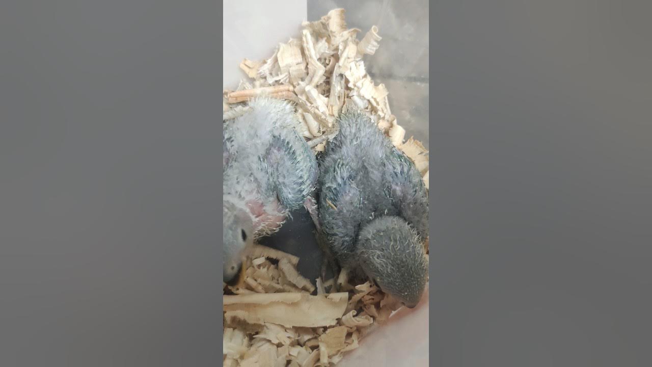 African love birds chicks for sale / love birds for sale / love birds