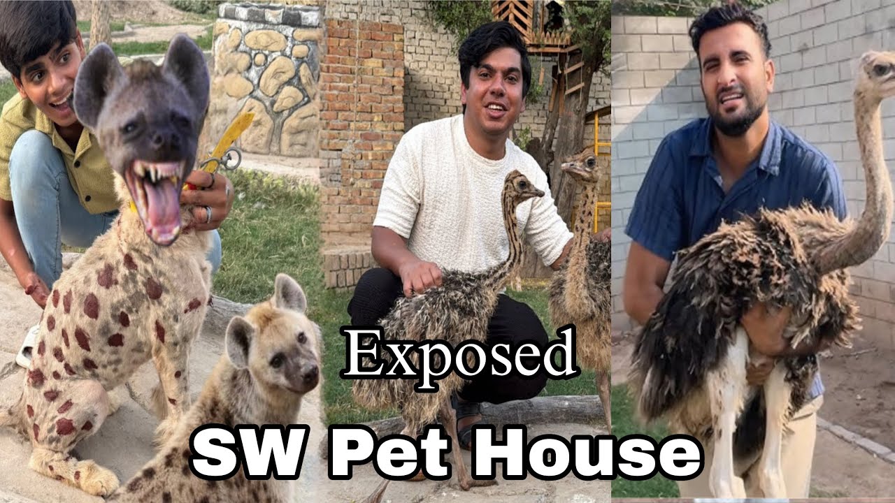 SW Pet House Exposed 😲New Pets Walid Bhai Na Long Time Bad Expensive Pet Laya