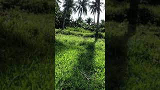 Cam Tien Tv - Cuộc Thi Đi Trồng Dừa Kkk