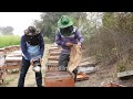 Honey being harvested from bee boxes in india