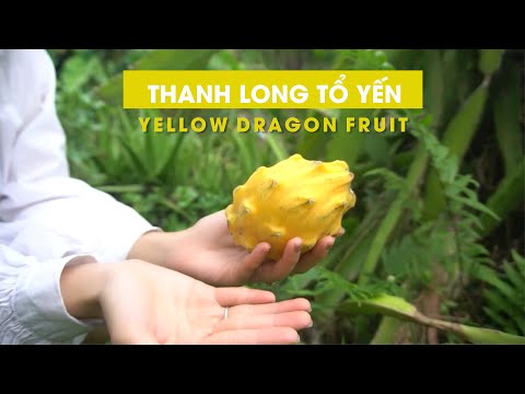 Video Thanh Long Vàng - Thanh Long Tổ Yến Ecuador | Yellow... - youtube