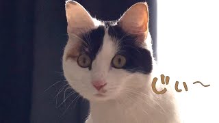 「ネコ😻ガン見」朝っぱらから猫がガン見してくる！くーちゃん😻 by 369Cat Kukuru healing 1,653 views 2 years ago 1 minute, 26 seconds