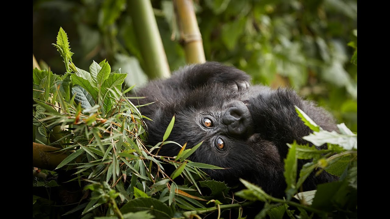 One&Only Gorilla’s Nest, Rwanda