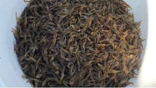 #how to catch grass shrimps # grass shrimps for #smelt bait