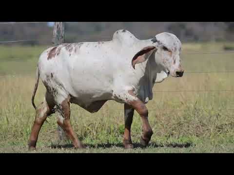LOTE 11 – CAL15388 ASHOKA FIV CAL