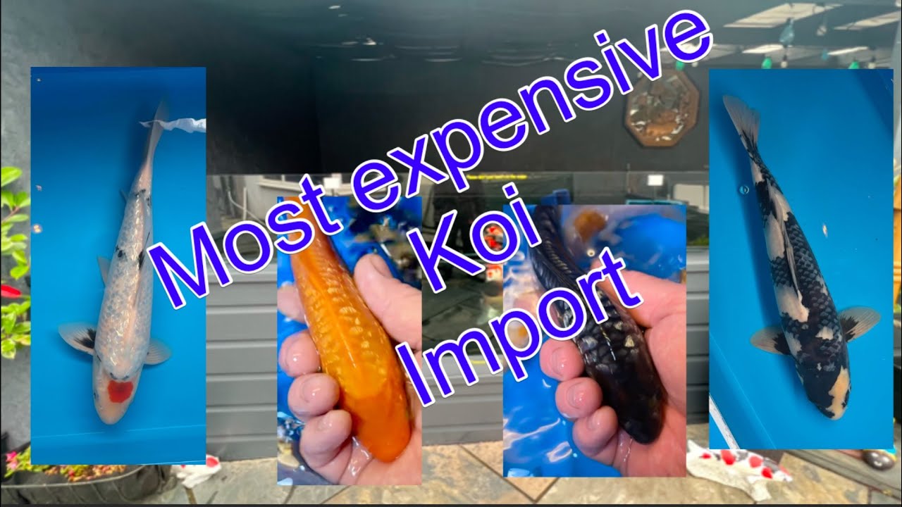 Top quality koi from south of Japan takigawa omosako and oyama stunning 🤩 wow 