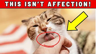 Does Your Cat Lick Your Hand Repeatedly? 6 Reasons You Shouldn't Ignore