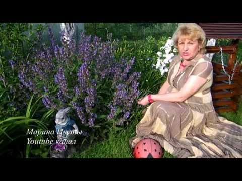 Видео: Что такое осенний шалфей – узнайте, как сажать цветы осеннего шалфея
