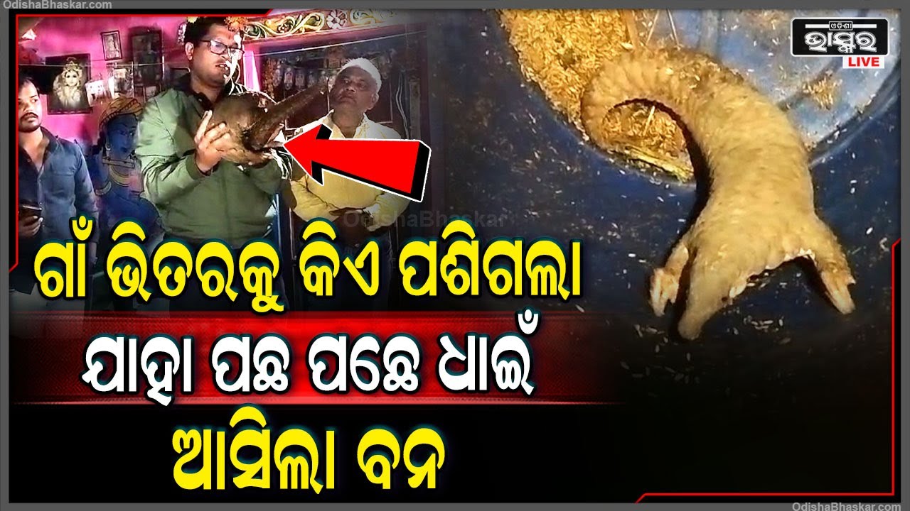 ଗାଁକୁ ପଶି ଆସିଲା ଅଜବ ଜନ୍ତୁ... ଦେଖିବାକୁ ଲାଗିଲା ଲୋକଙ୍କ ଗହଳି...