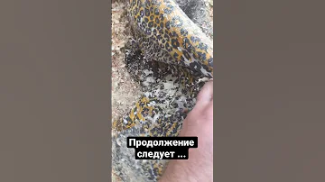 Приехали на доставку опилок. А нашли окоченевшее тело .Труп в опилках. Часть 1. Х/ф