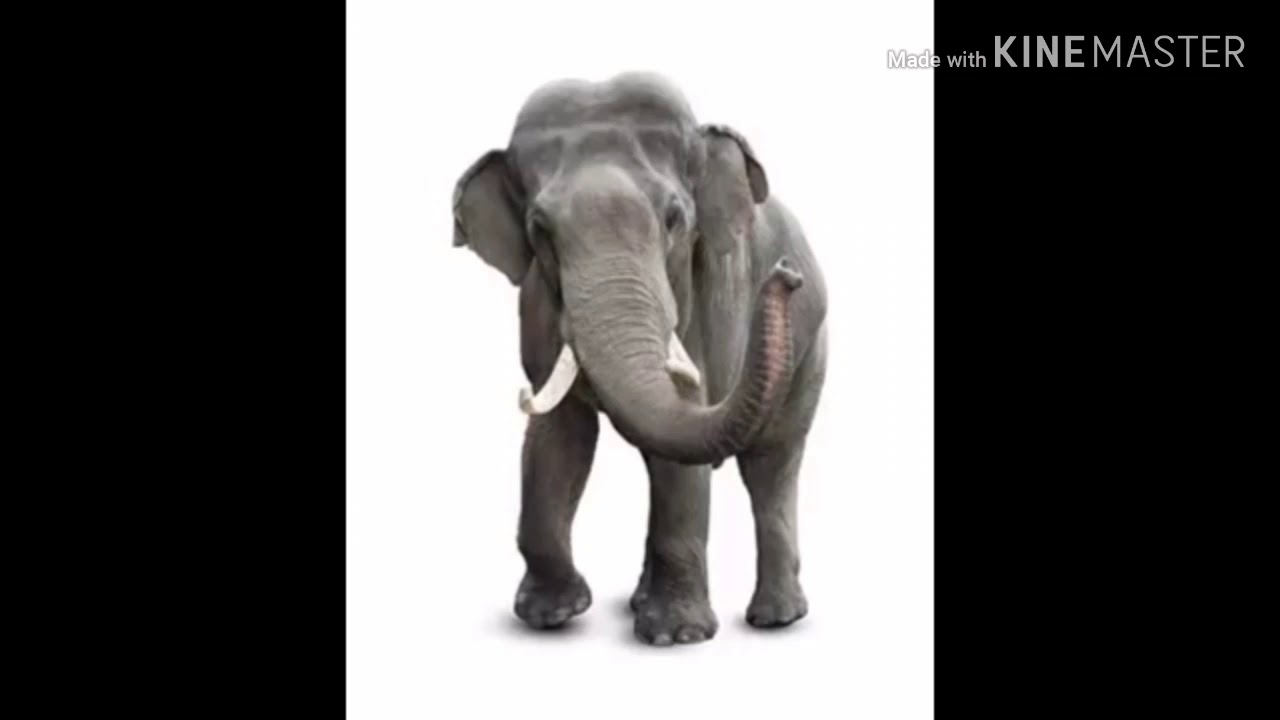 Indian Elephant Trumpet Sound Effects YouTube