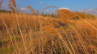 갈대 흔들리는 소리 바람소리 WIND ASMR