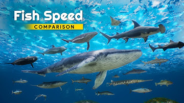Fish Speed Comparison in 3D | Fastest Fish in the Ocean Ranked! 🌊