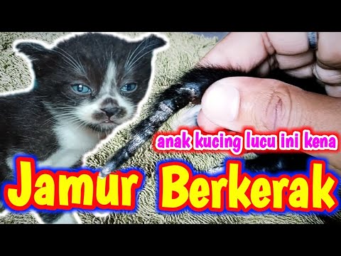 Jamur Anak Kucing