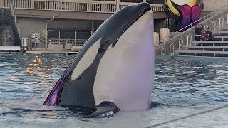 One Ocean with Baby Shamu Feature 1 of 2 (Full HD) April 18, 2015  SeaWorld San Diego