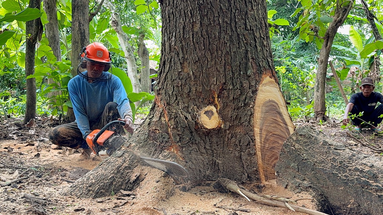 3 Challenges: Old, Leaning, and Stormy Felling vs Stihl ms881. - YouTube