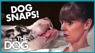 Dog Snaps And Growls At Owner Its Me Or The Dog