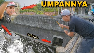 Gara² Umpan ini,, Warga Taiwan Heboh Lihat Orang Indonesia Mancing Ikan Besar Pinggir Jalan