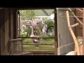 ターシャ・テューダー  庭と動物たち～国際バラとガーデニングショウ2013～ Tasha Tudor  garden ＆ animals～