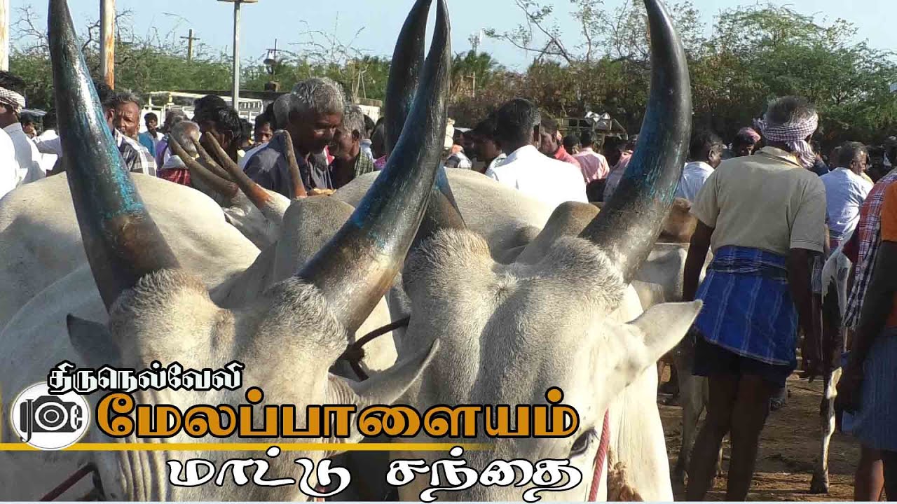 Melapalayam mattu santhai | மேலப்பாளையம் மாட்டு சந்தை