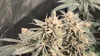 SEED TO HARVEST PHENO HUNT HSC STOOPID FRUIT