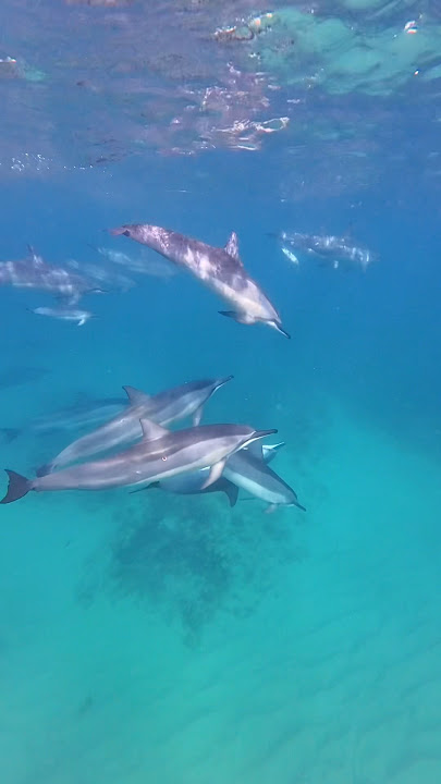 This dolphin encounter will be stuck in my head forever #dolphin #ocean #underwater #dive #snorkel